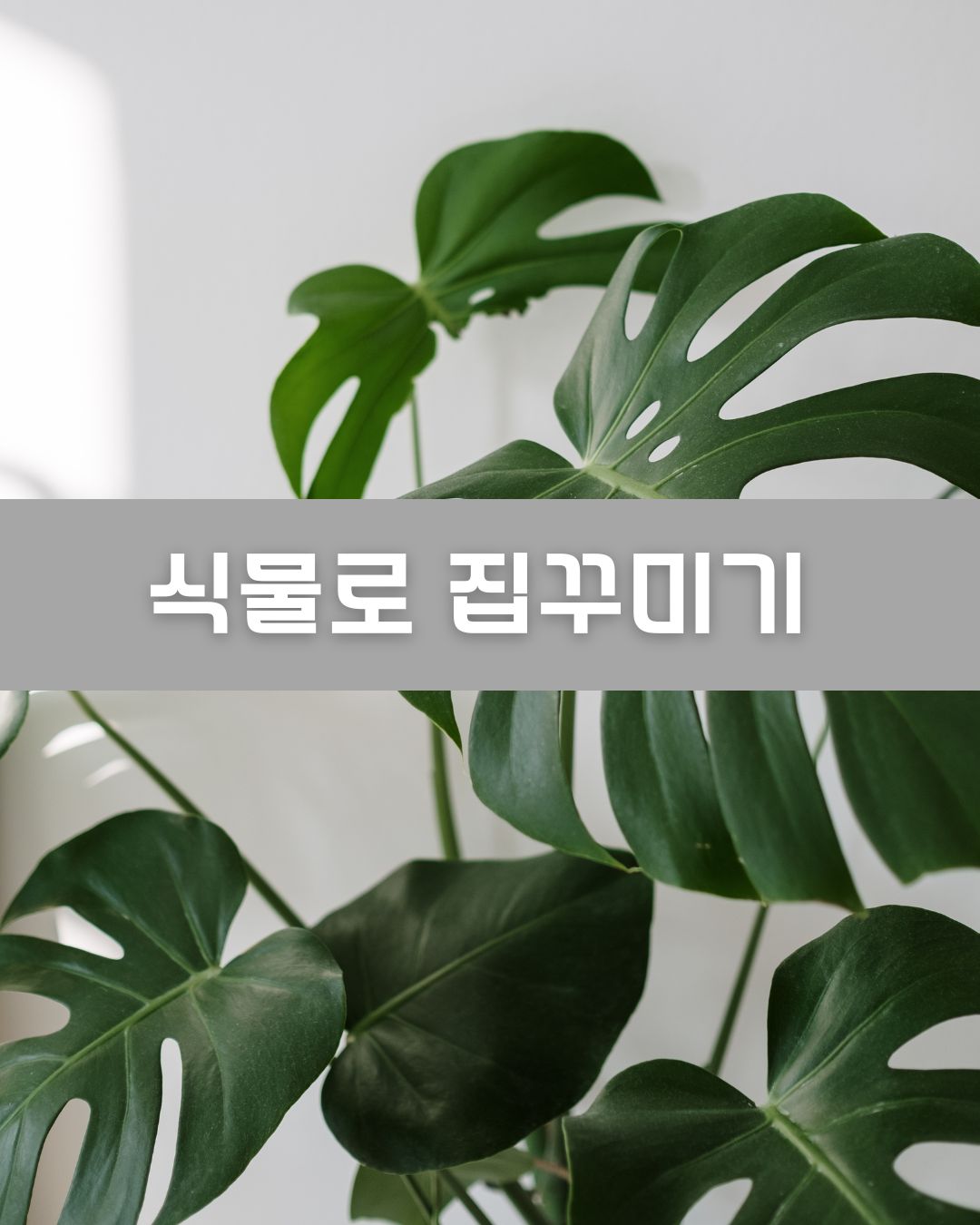식물로 집꾸미기 이미지