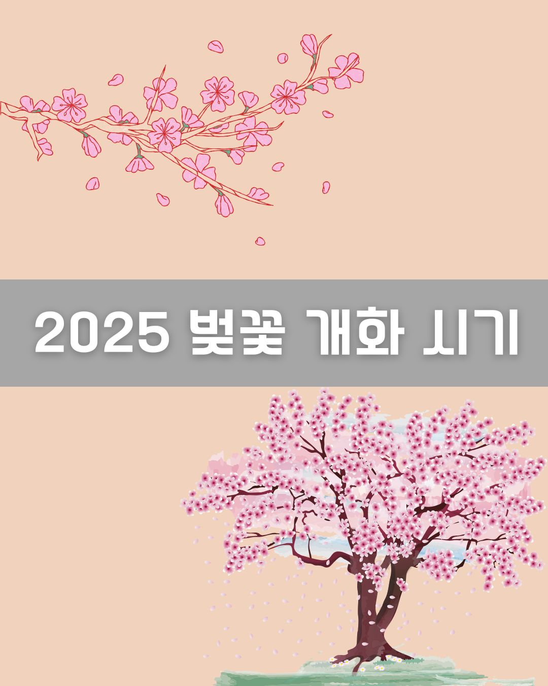 2025 벚꽃 개화 시기 이미지